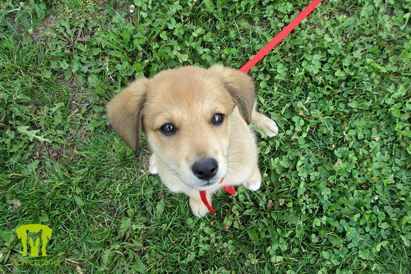 Bordercollie-Mischling