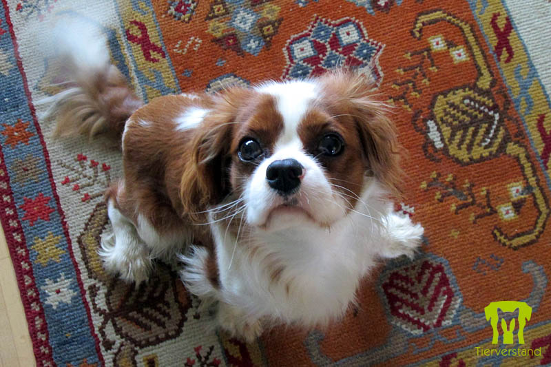 Cavalier King Charles Spaniel 