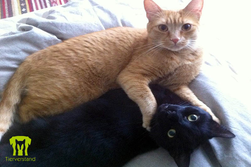 Europäisch Kurzhaar Kater