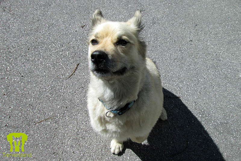 Eurasier-Weißer Schäferhund