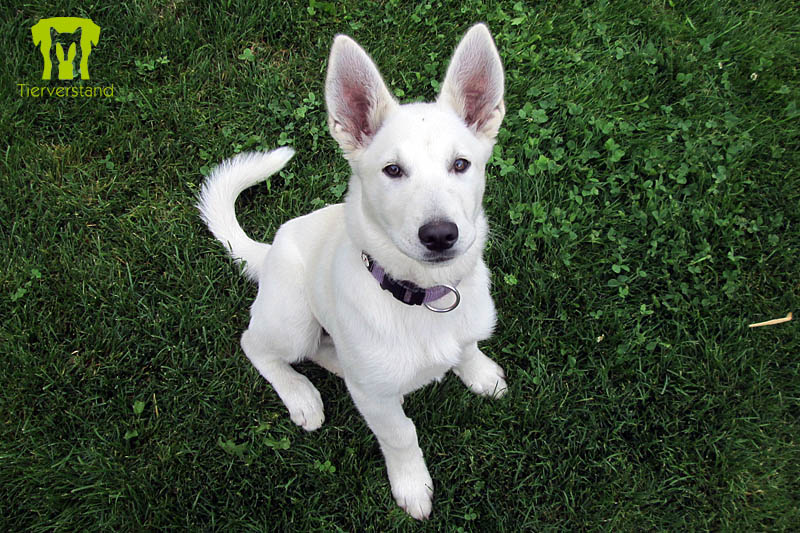 Husky-Golden Retrievermischling