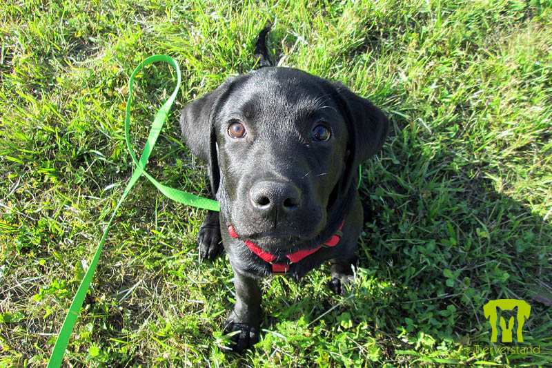 Labrador Retriever