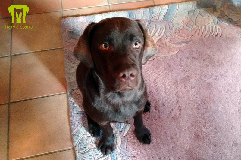 Labrador Retriever