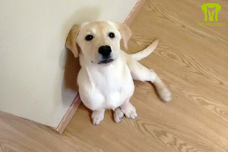 Labrador Retriever Welpe beige
