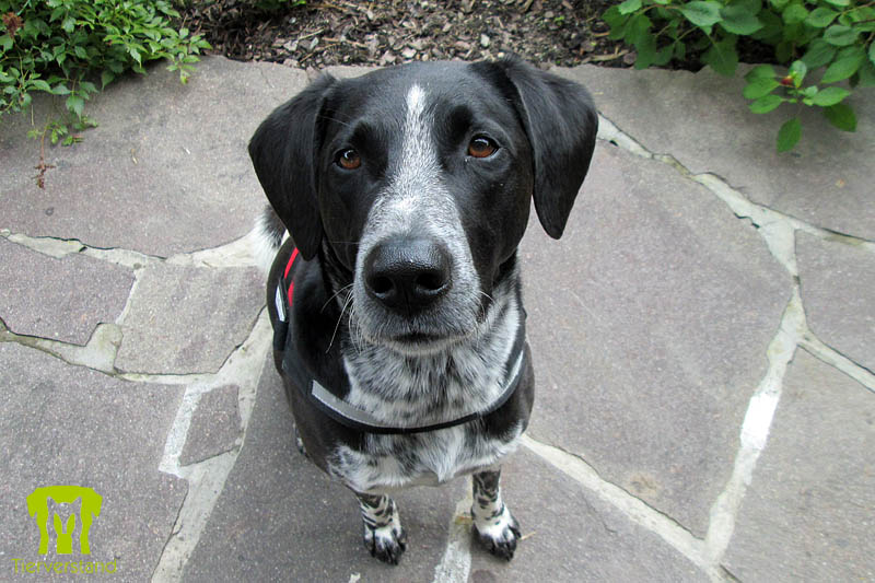 Labrador-Münsterländermischling