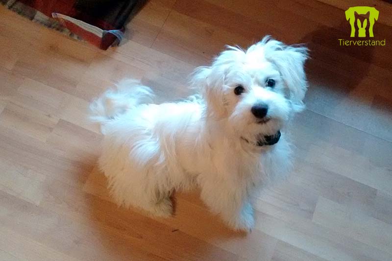 Malteserwelpe