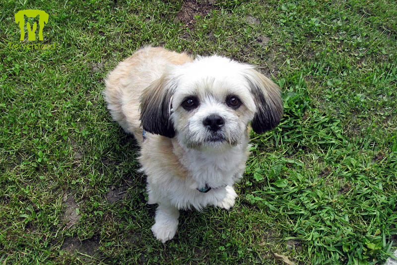 Malteser-Shih-Tzu-Papillionmischling