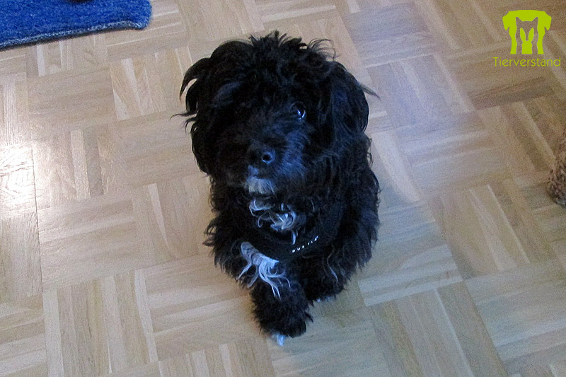 Maltesermischling 