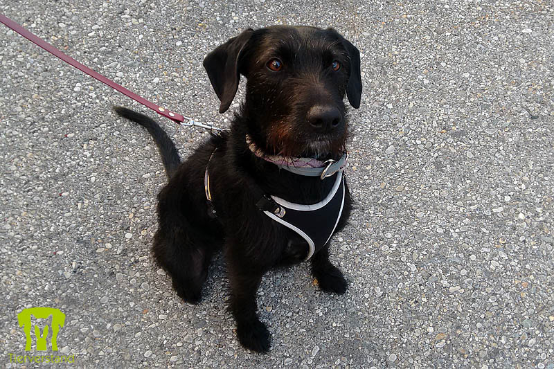 Labrador-Schnauzermix schwarz