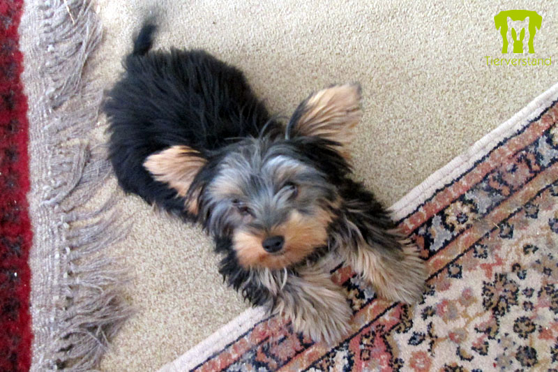 Yorkshire Terrier 