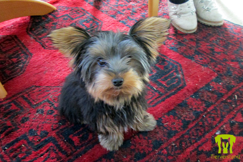 Yorkshire Terrier