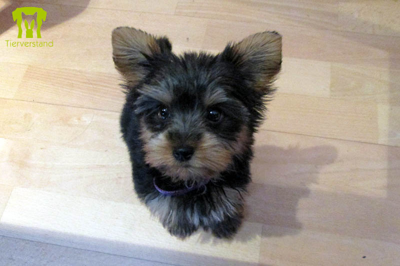 Yorkshire Terrier Welpe