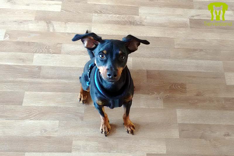 Zwergpinscher 