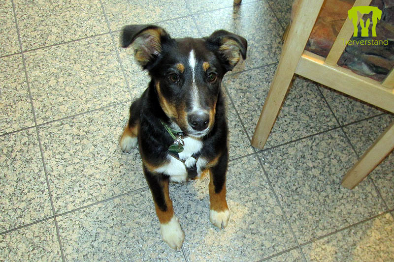 Border Colliemischlingswelpe Falco 