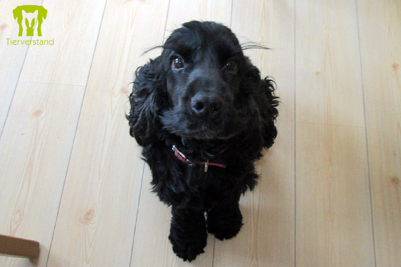 English Cocker Spaniel 