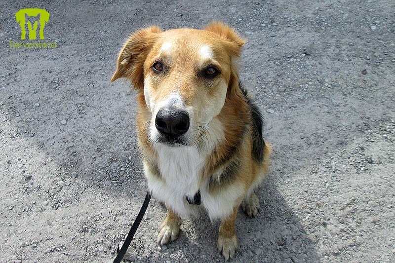 Schaefer-Collie-Mischling