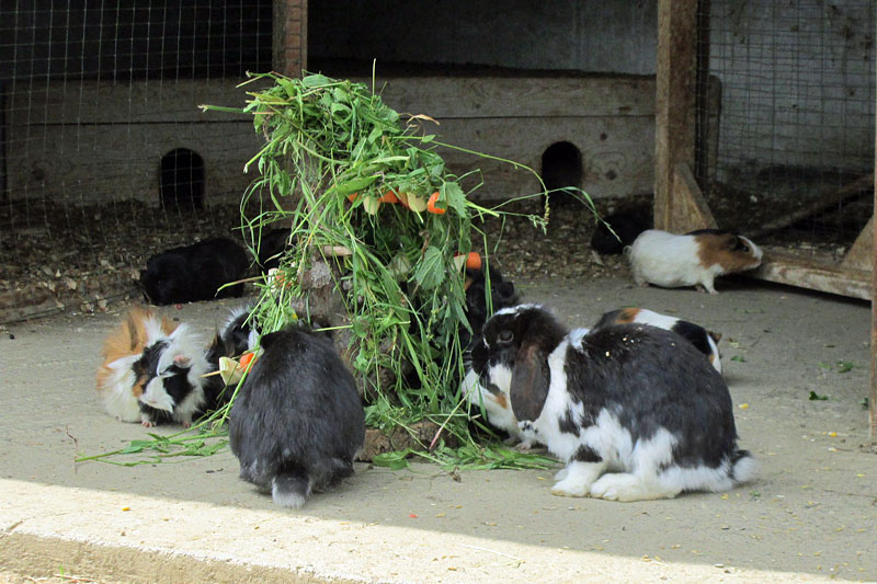 Wildpark-Assling-Kaninchen-Meerschweinchen