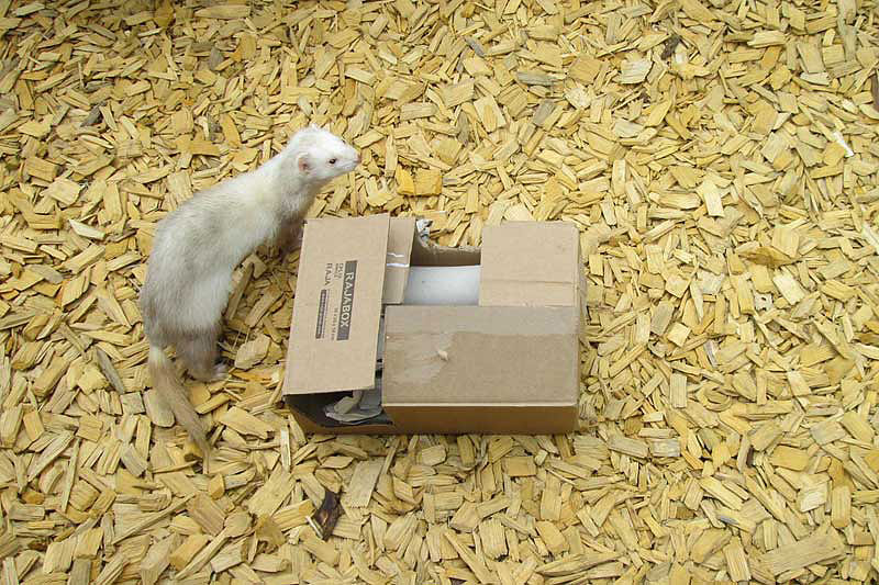 Wildpark-Assling-Frettchen