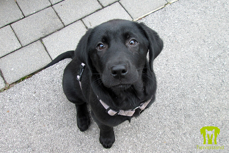 Labrador Retriever Welpe schwarz