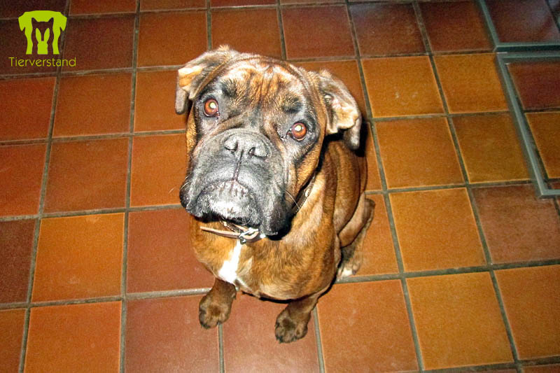 Deutscher Boxer