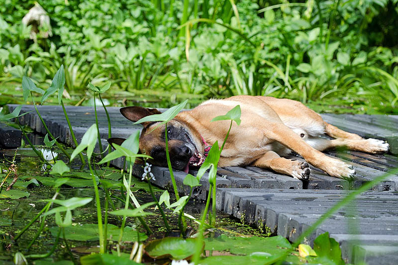 Schäferhund liegt im Schatten und beim Teich. 