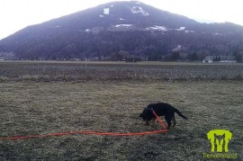 Leon mit 5m Welpen Biothaneleine in orange