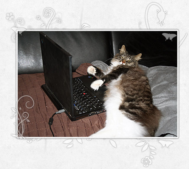 Yoda besetzt meinen Laptop